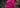 Hot Pink Roses