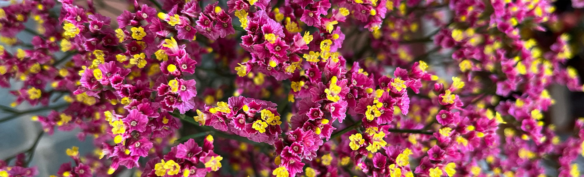 Purple Alexandrite Full Bloom — Argent Rose Studios
