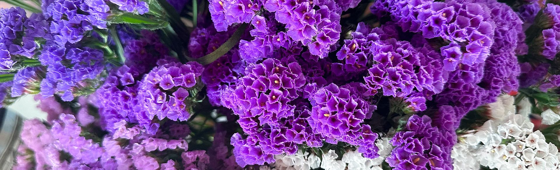 Statice | Sami Sacha Flowers