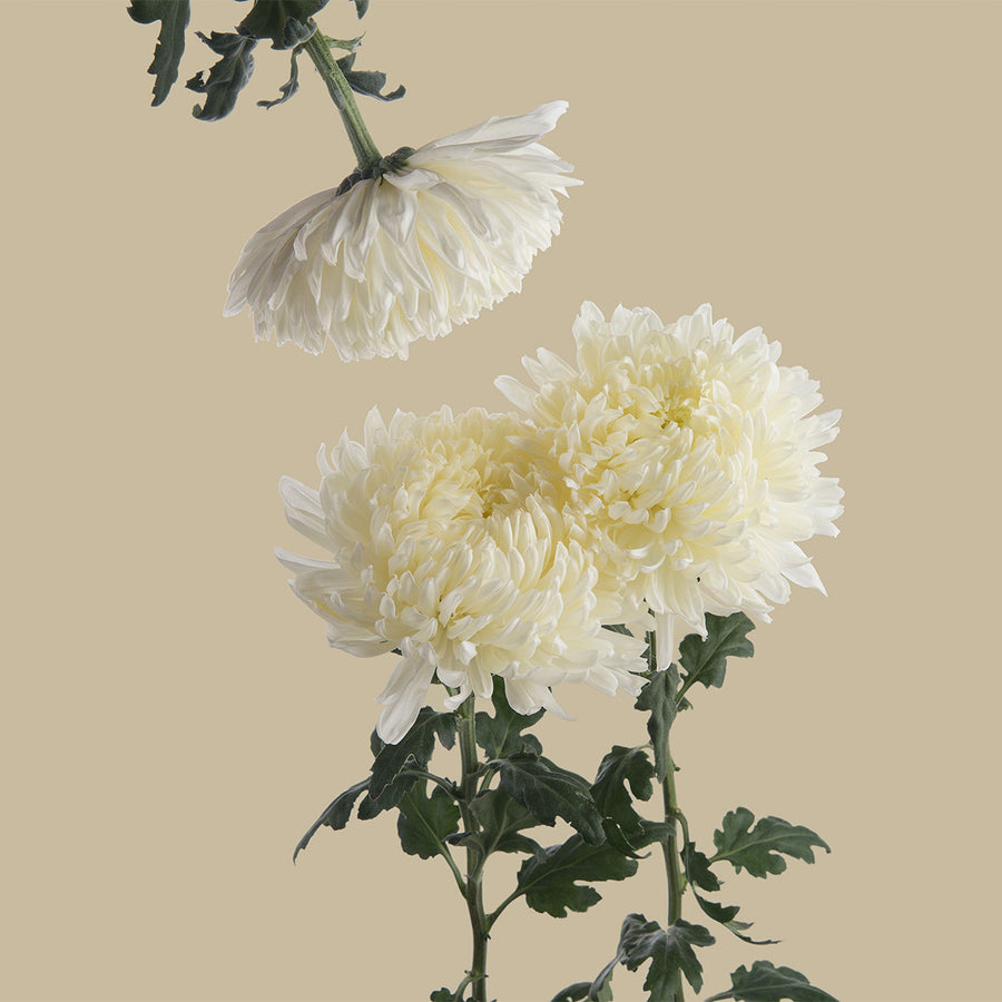Albatross White Mums