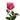 All 4 Love Garden Rose