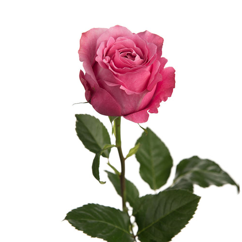 All 4 Love Garden Rose