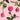 All 4 Love Garden Rose