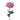 Anemone Marshmallow