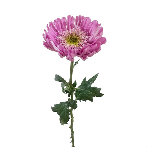 Anemone Marshmallow