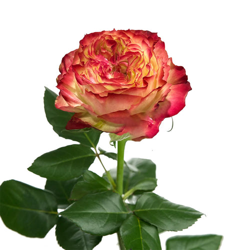Applejack Garden Rose
