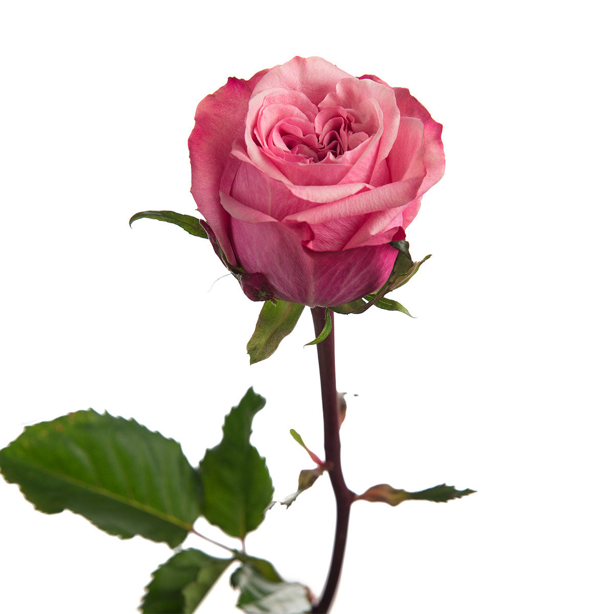 Art Deco Garden Rose