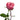 Art Deco Garden Rose
