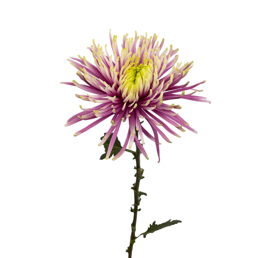 spider mum plant Spider Mum Baltazar