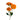 Mambo Spray Rose