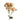 Sahara Sensation Spray Rose
