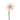 Bridal Kimsey Gerbera
