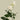 Candlelight Garden Rose