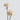 Brut Cream Carnation
