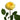 Catalina Garden Rose