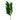 Cocculus