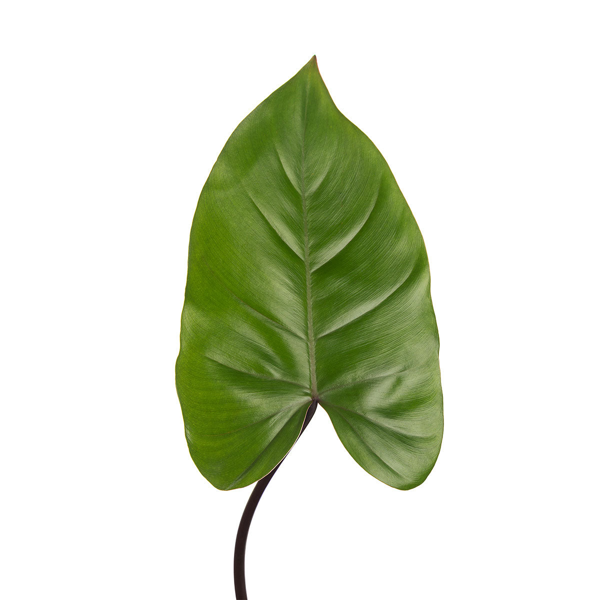 philodendron esmeralda spirit Esmeralda Philodendron Leaves