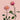 Mayra Flamingo Garden Rose