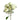 Floreana White Spray Rose
