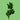 Green Pittosporum