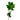 Green Pittosporum