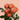 Kahala Garden Rose