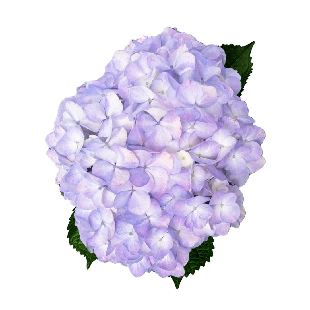 lavender hydrangea plant Lavender Hydrangea