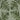 Leather Leaf Fern