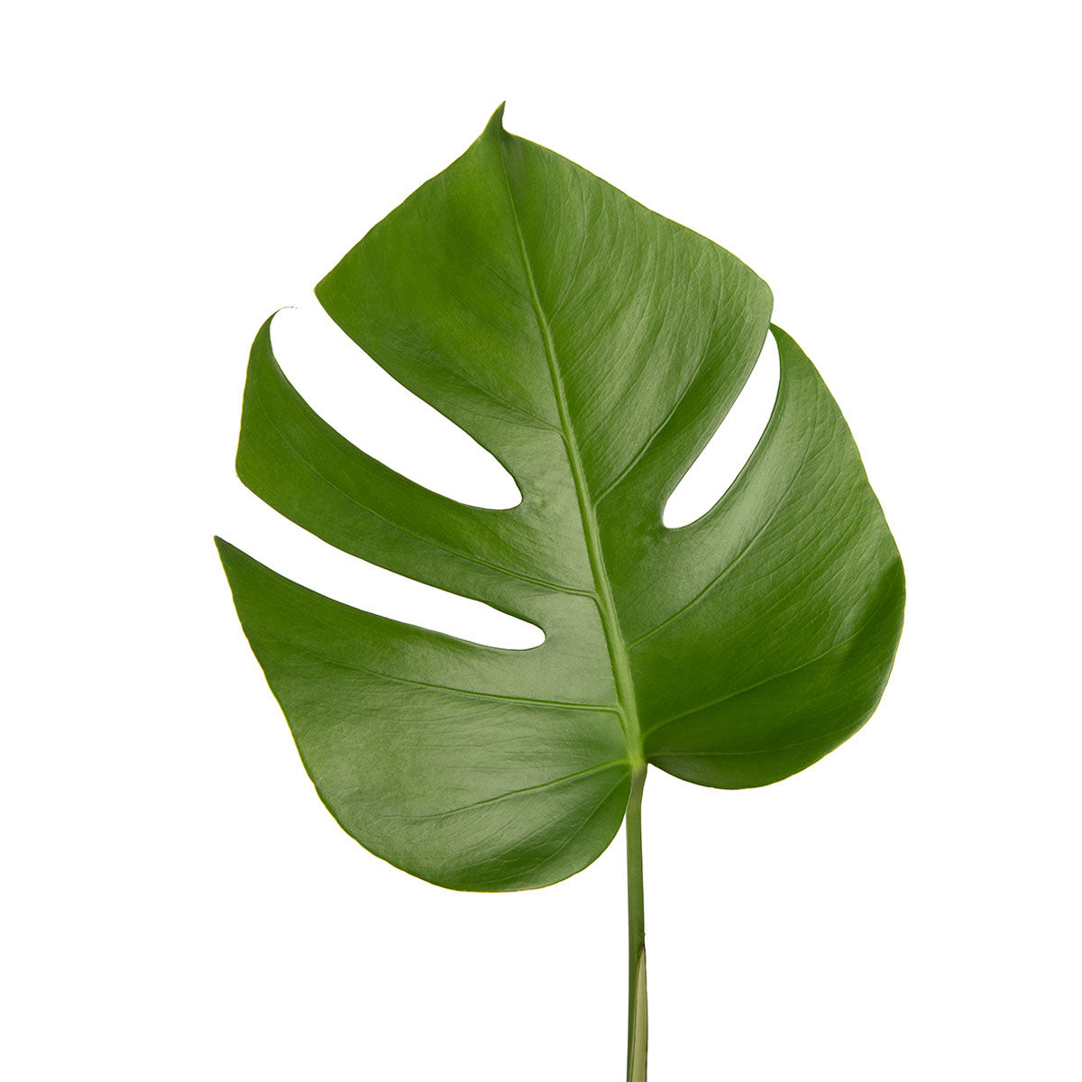 mini monstera plants Mini Monstera Leaves