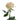 Marzipan Rose