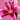 Oriental Joop Lilies