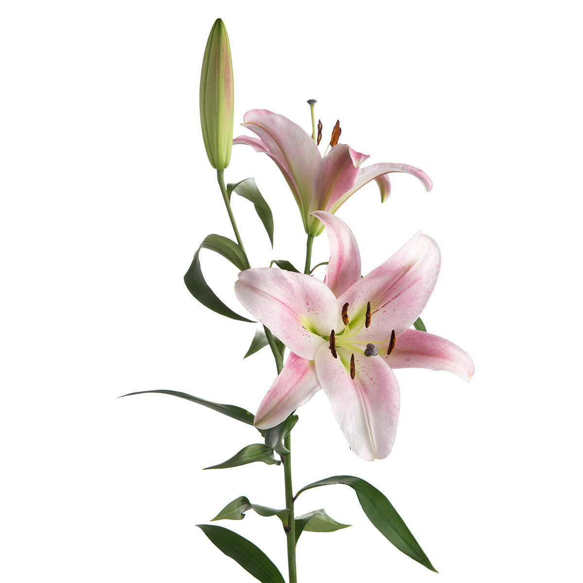 white pink lily flower Orienpet Pink Lilies