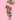 Pink Lisianthus