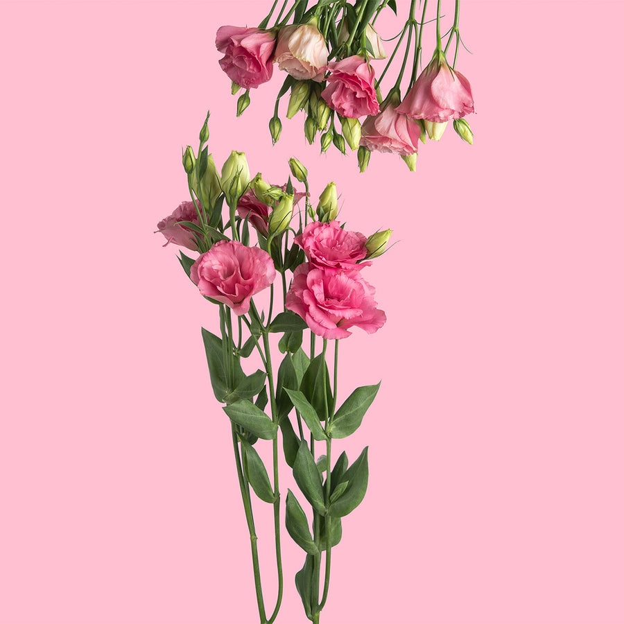 Pink Lisianthus