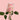 Pink Porcelain Rose