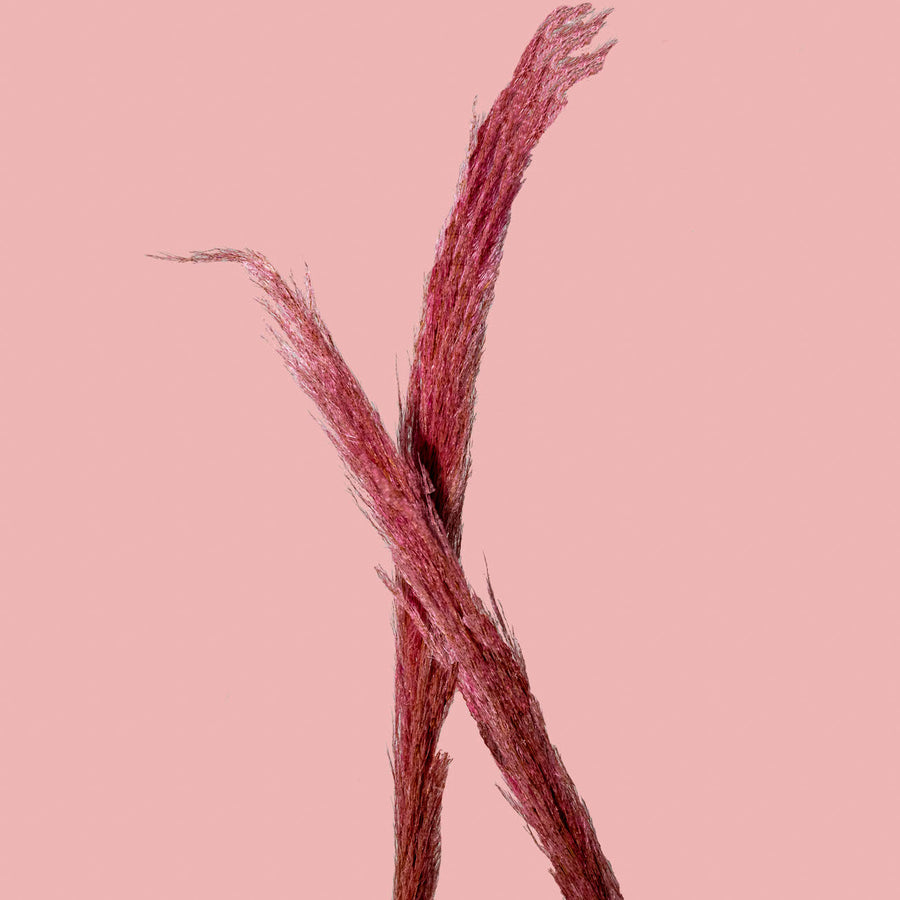 Pink Pampa Grass