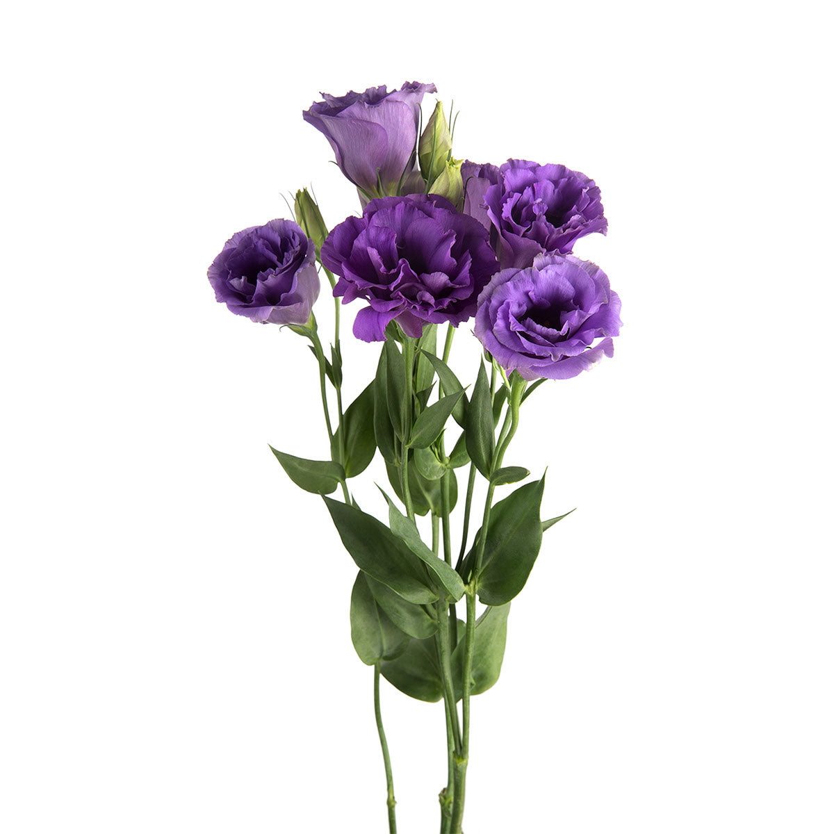lavender lisianthus flower Purple Lisianthus