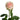 Salma Rose