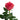 Caralinda Garden Rose