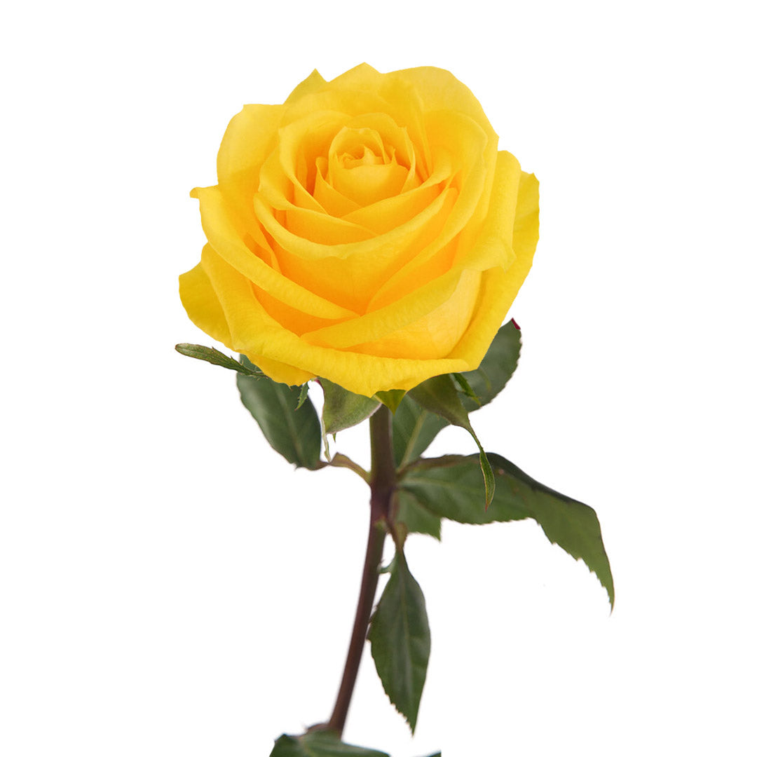 Super Sun Rose Sami Sacha Flowers