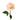 Tie Dye Garden Rose