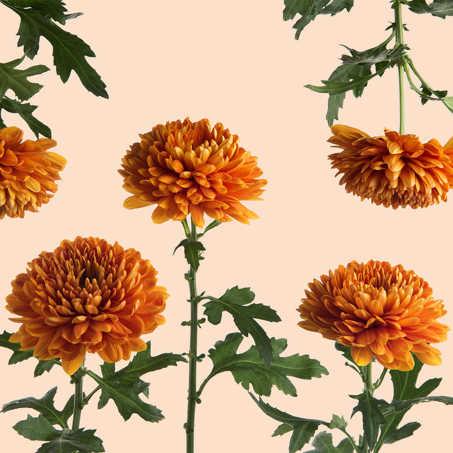 Bronze Mums