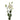 White Lisianthus