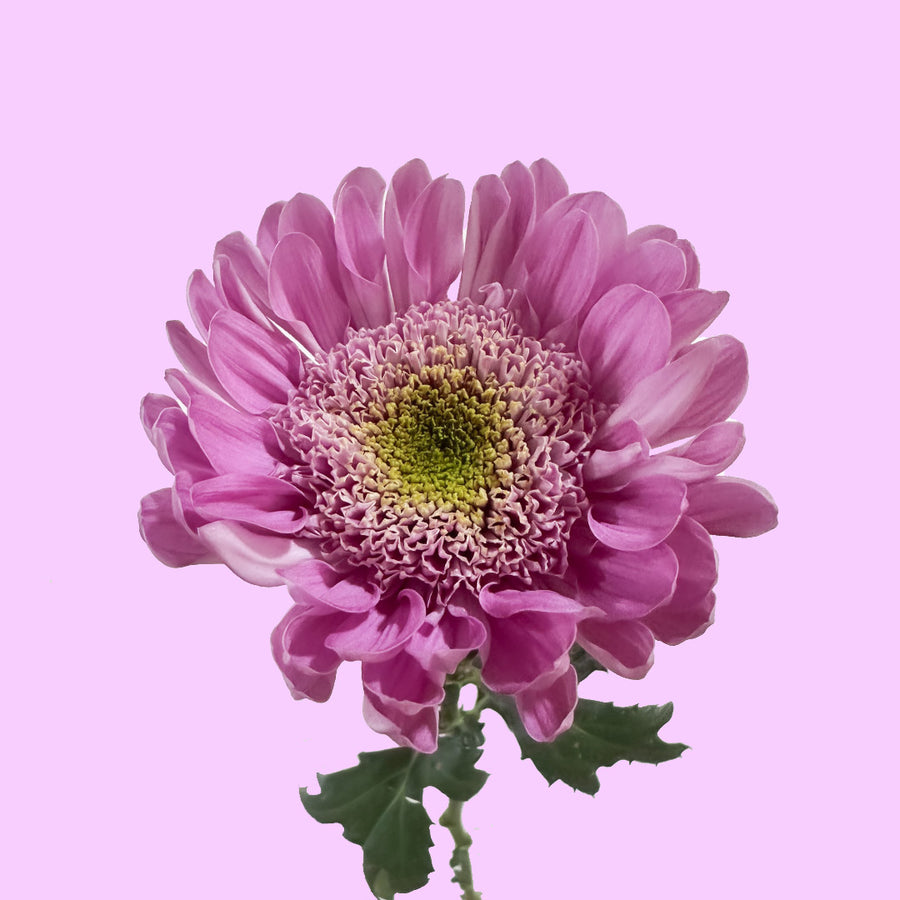 Anemone Marshmallow