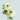 Levante White Anemones