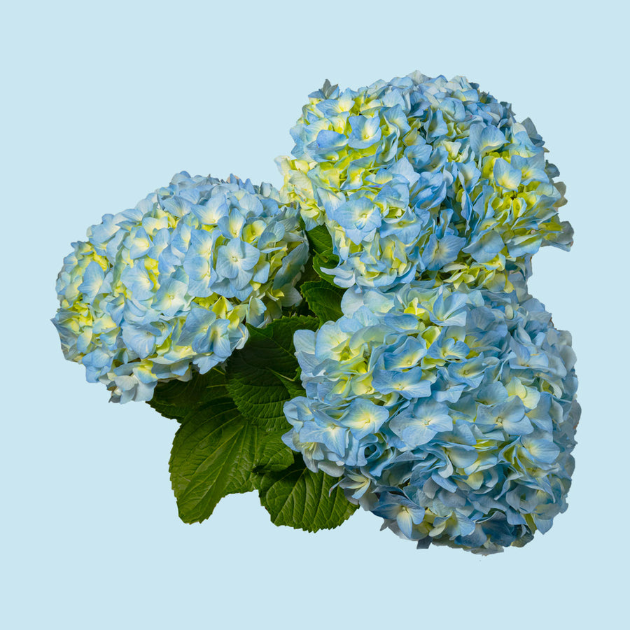 Blue Hydrangea