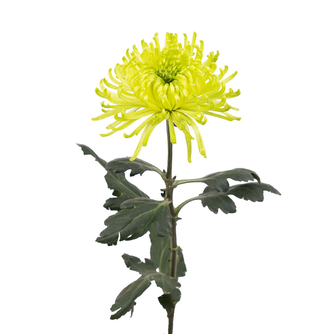 spider mum plants for sale Spider Mum Quartz