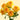 Sun City Spray Rose