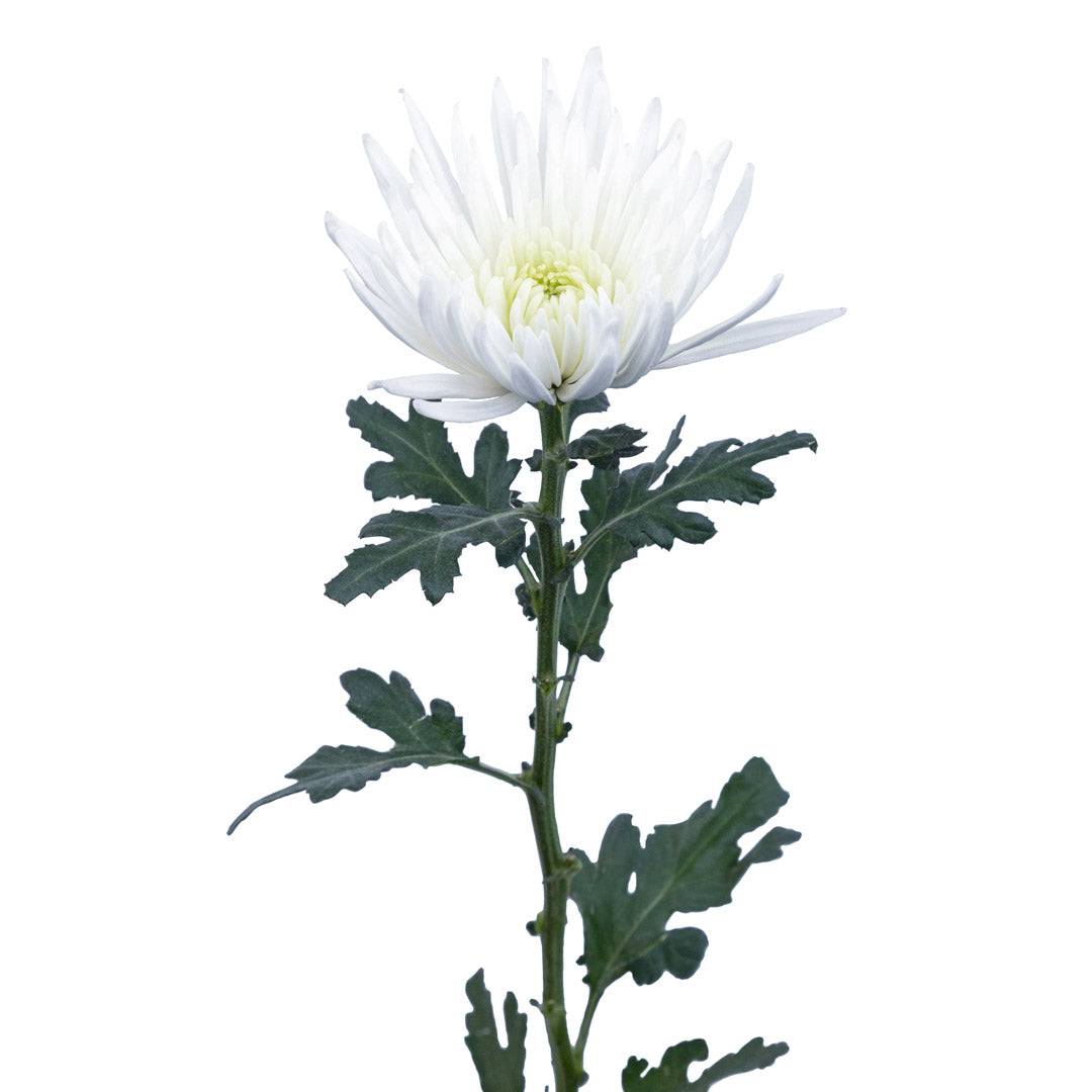 spider chrysanthemum plants Spider Mum Paloma
