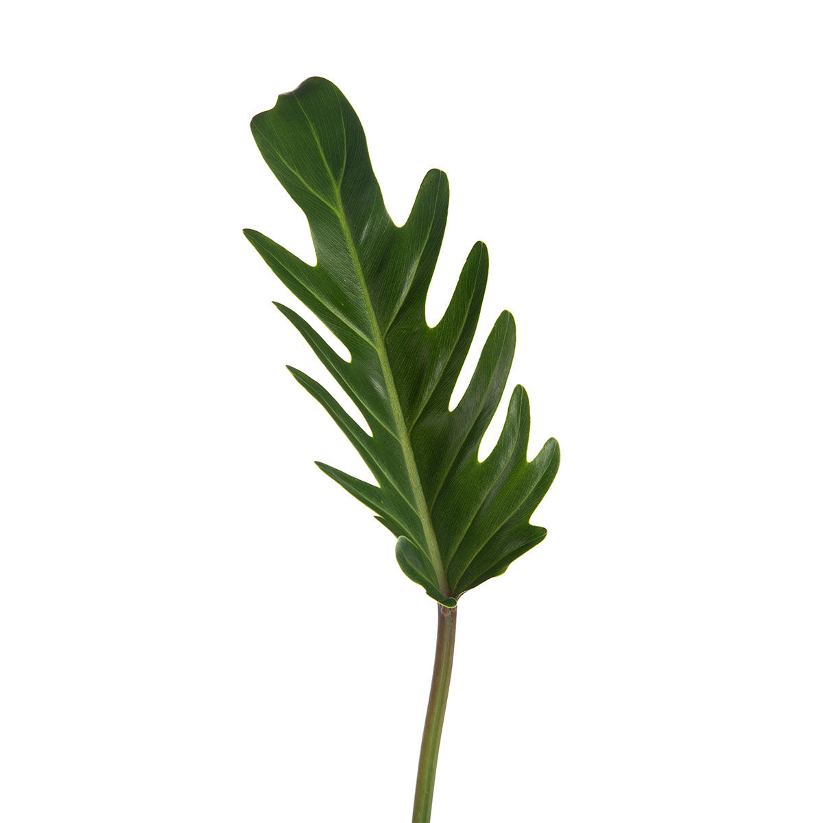 philodendron xanadu small leaves Xanadu Philodendron Leaves